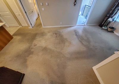 Carpet Cleaning a Condo With Cat Litter and Heavy Traffic Soil From Nurses Located in Port Coquitlam BC Canada
