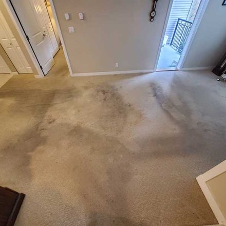 Carpet Cleaning a Condo With Cat Litter and Heavy Traffic Soil From Nurses Located in Port Coquitlam BC Canada