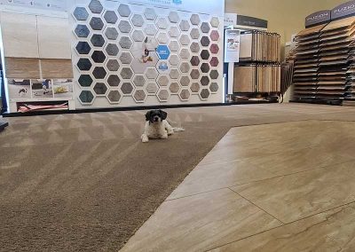 Commercial Carpet Cleaning of a Flooring Store with Pet Spots Located in Port Coquitlam BC Canada