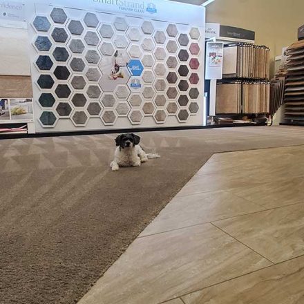 Commercial Carpet Cleaning of a Flooring Store with Pet Spots Located in Port Coquitlam BC Canada