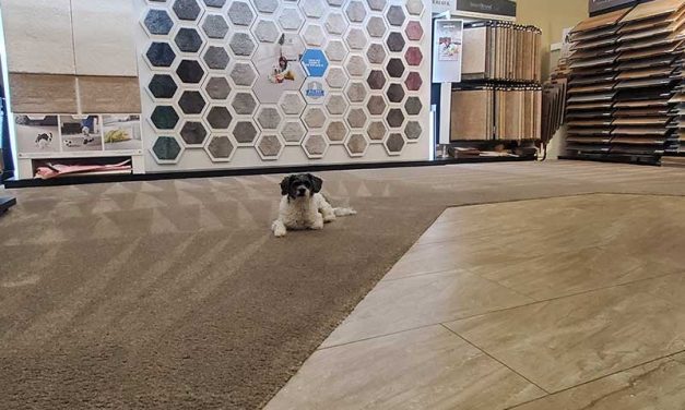 Commercial Carpet Cleaning of a Flooring Store with Pet Spots Located in Port Coquitlam BC Canada