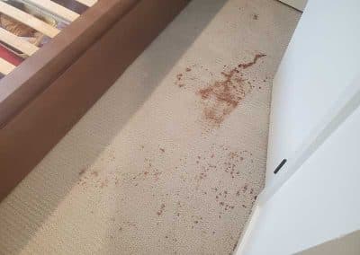 Vomit Mixed with Red Wine Removal From Carpet Located in Surrey BC Canada