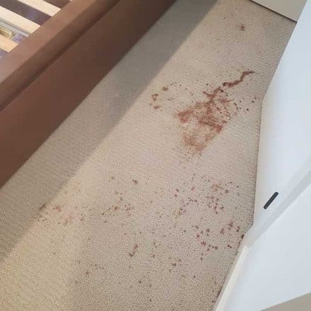 Vomit Mixed with Red Wine Removal From Carpet Located in Surrey BC Canada