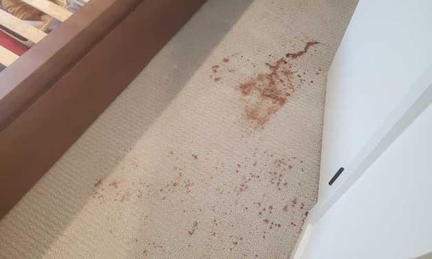 Vomit Mixed with Red Wine Removal From Carpet Located in Surrey BC Canada