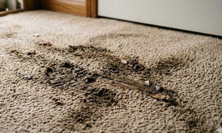 Best Ways to Clean Mud & Dirt From Carpet (Pro Tips for Stain Removal)