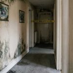 How Long Does Professional Mold Removal Take?