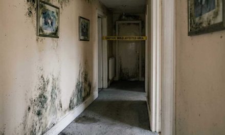 How Long Does Professional Mold Removal Take?