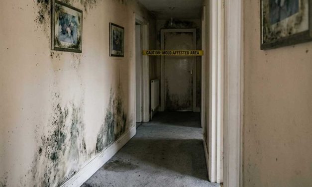 How Long Does Professional Mold Removal Take?
