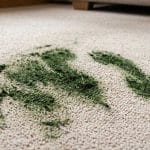 How to Get Grass Stains Out of Your Carpet (and Car Carpets!)