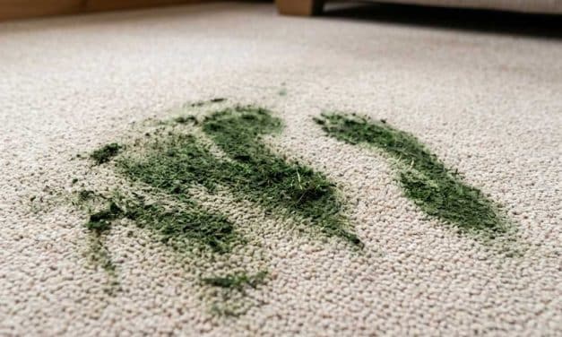 How to Get Grass Stains Out of Your Carpet (and Car Carpets!)