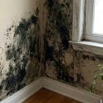 How to Get Rid of Black Mold for Good After Cleanup