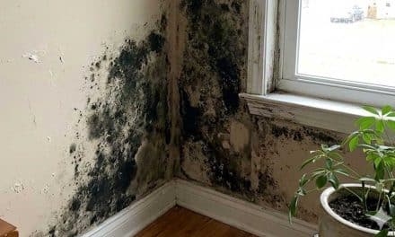 How to Get Rid of Black Mold for Good After Cleanup