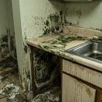 How to Get Rid of Black Mold: Home Mold Prevention Tips