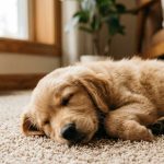How to Get Rid of Dog and Cat Pee Smell in Carpet