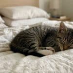 How to Help Pet Allergies at Home: An Expert Guide