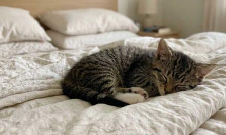 How to Help Pet Allergies at Home: An Expert Guide