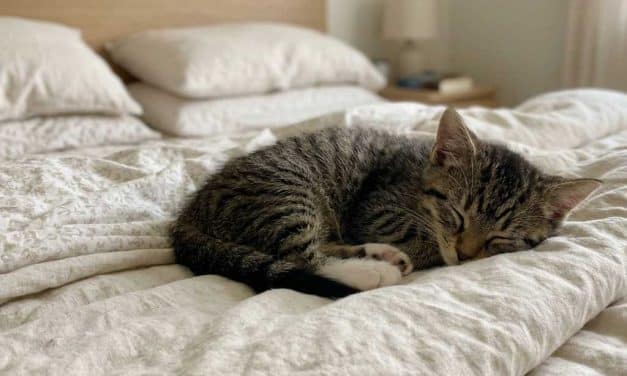How to Help Pet Allergies at Home: An Expert Guide