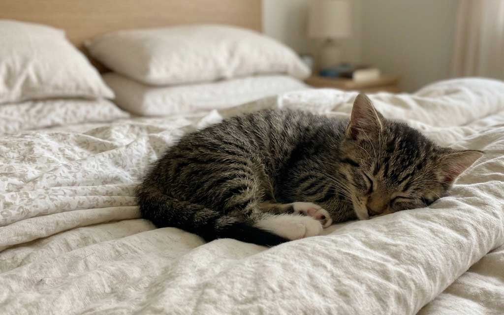 How to Help Pet Allergies at Home: An Expert Guide