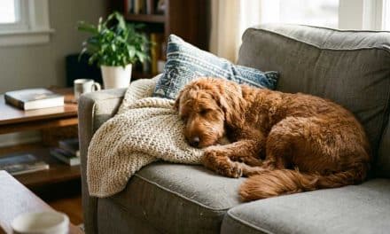 How to Remove Pet Stains and Smells from Your Couch