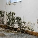 Mold Levels in British Columbia: A Growing Concern Amidst High Humidity