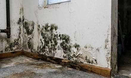 Mold Levels in British Columbia: A Growing Concern Amidst High Humidity