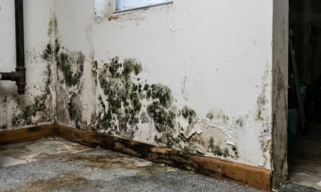 Mold Levels in British Columbia: A Growing Concern Amidst High Humidity