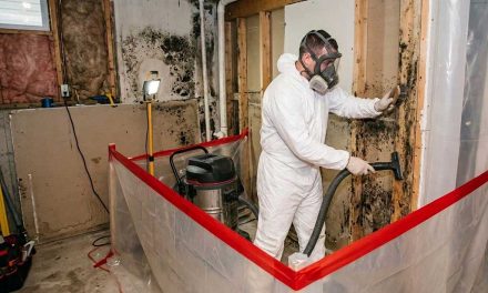 Professional Black Mold Removal Services