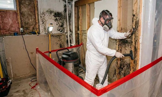 Professional Black Mold Removal Services