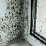 Should You DIY Mold Removal or Hire a BC Professional?