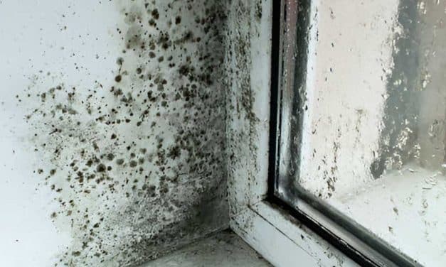 Should You DIY Mold Removal or Hire a BC Professional?