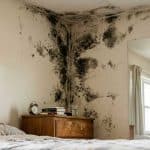 Top 5 Reasons to Hire a Professional Mold Removal Company