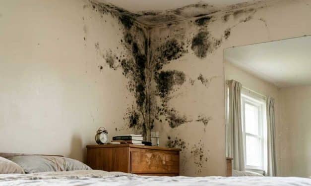 Top 5 Reasons to Hire a Professional Mold Removal Company