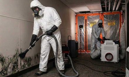 What Happens During Mold Remediation? Professional Mold Removal Guide