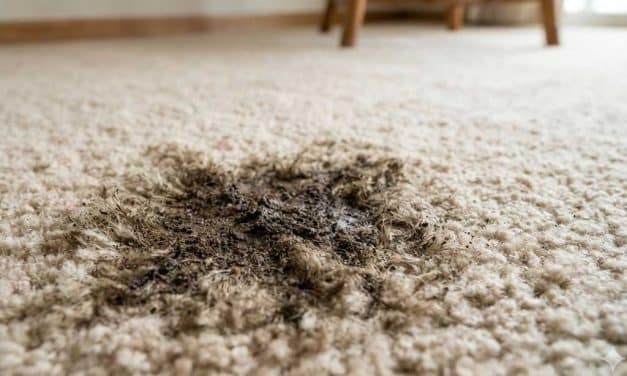 Why is There Reoccurring Carpet Stains