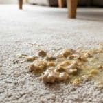 How to Clean Vomit from Carpet: Expert Stain & Odour Removal Guide