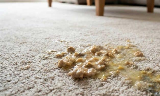 How to Clean Vomit from Carpet: Expert Stain & Odour Removal Guide
