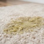 How to Remove Tough Dog Urine Stains From Your Carpet