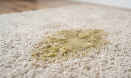 How to Remove Tough Dog Urine Stains From Your Carpet