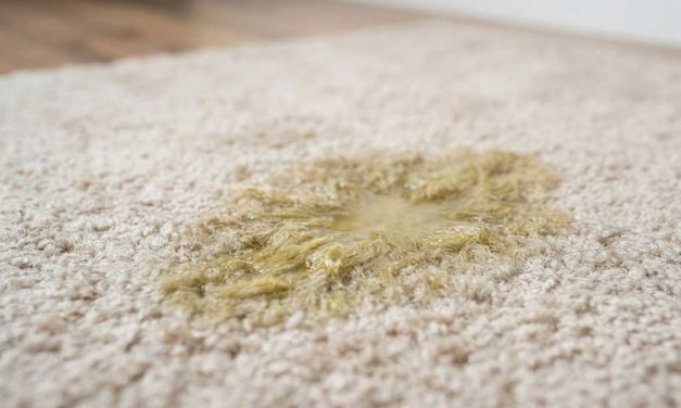 How to Remove Tough Dog Urine Stains From Your Carpet