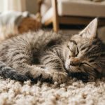 Cleaning Carpet Stains and Odors Left Behind By Your Dog or Cat
